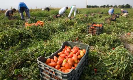 Farm workers pick tomatoes in the countryside near the town of Foggia, southern Italy, September 24, 2009. Every year thousands of immigrants, many of them from Africa, flock to the fields and orchards of southern Italy to eke out a living as seasonal workers picking grapes, olives, tomatoes and oranges. Broadly tolerated by authorities because of their role in the economy, they endure long hours of backbreaking work for as little as 15-20 euros (-) a day and live in squalid makeshift camps without running water or electricity. Picture taken September 24, 2009.