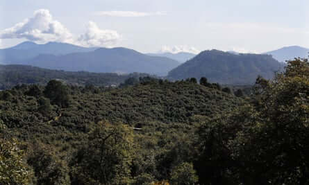 Avocado orchards in the mountains of Michoacán.