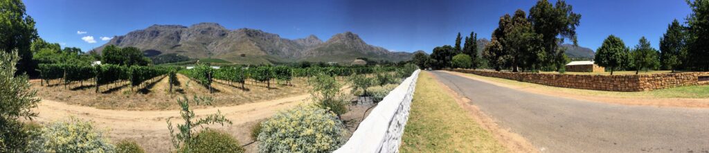 South Africa Vineyards 