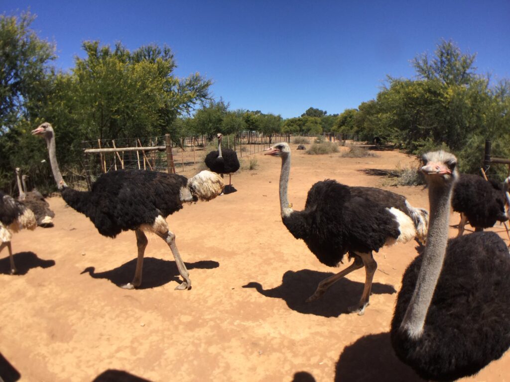 Ostrich